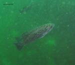 blue rockfish