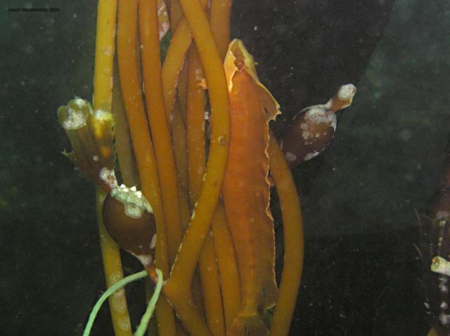 kelp fish - look carefully