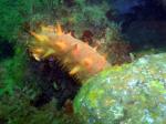 california sea cucumber