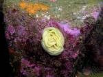 nudibranch eggs