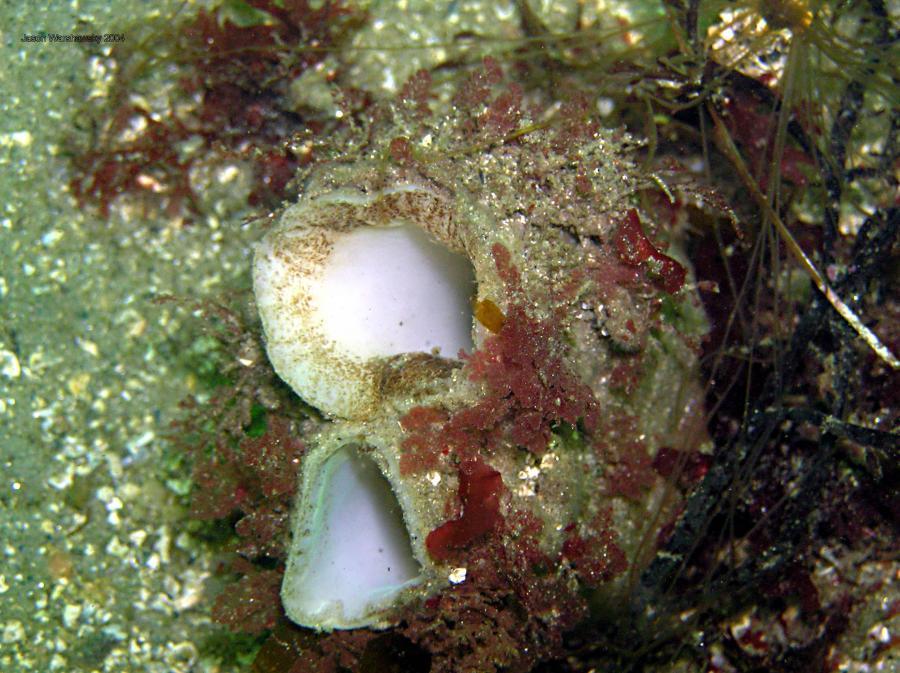 geoduck clam