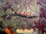 kelp fish from above