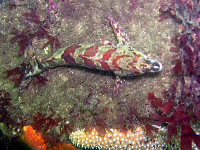 kelp fish from above