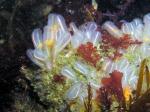 lightbulb tunicate