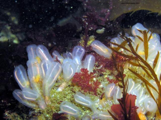 lightbulb tunicate