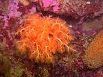 orange and warty sea cucumbers