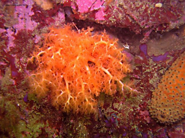 orange and warty sea cucumbers