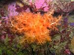 orange sea cucumber