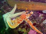 rainbow and giant spined stars and warty sea cucumber