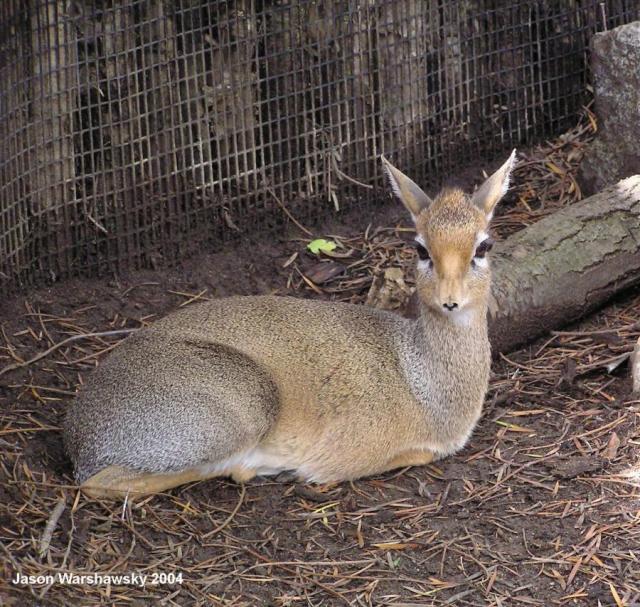 antelope prey