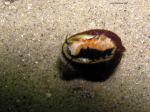 upside down snail or abalone