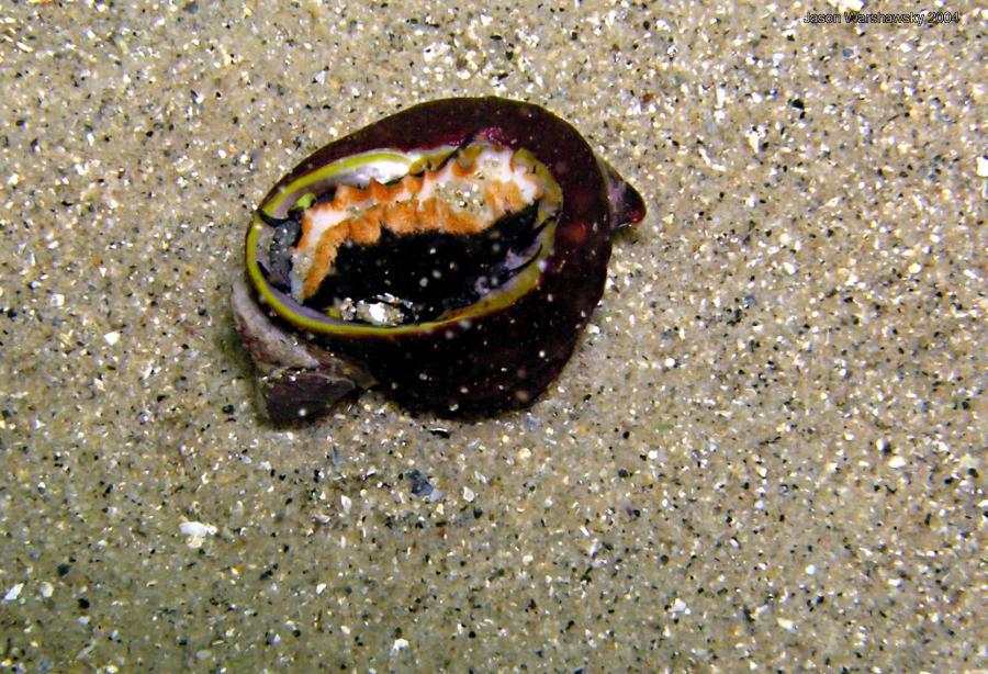 upside down snail or abalone