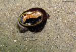 upside down snail or abalone