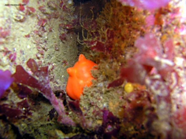 solitary tunicate