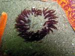 sand rose anemone