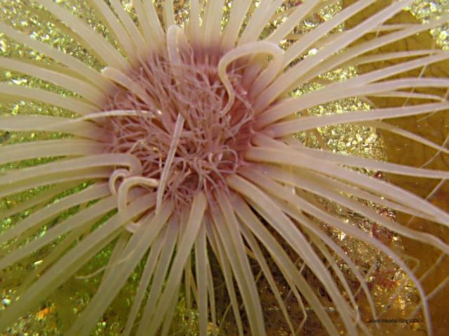 tube anemone Entry - after adjustment