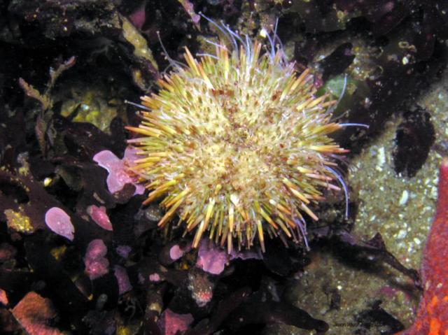 urchin Entry - after adjustment