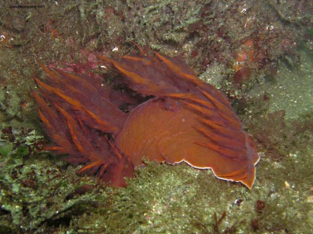 dendronotus iris