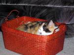 althea in prize basket