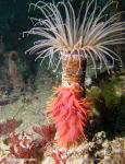 Dendronotus iris climbing food