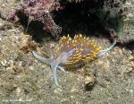 Hermissenda crassicornis