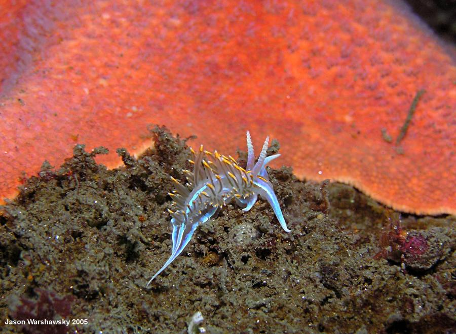 Hermissenda crassicornis with star background