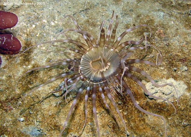 sand anemone-sharpened