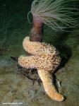 star- hanging on anemone