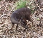 freeloader deer2