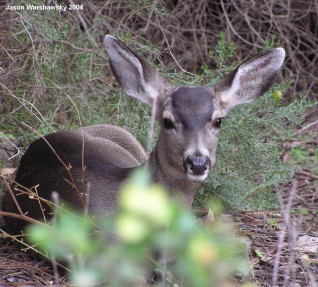 freeloader deer3