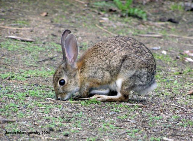 freeloader rabbit