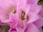 cactus flower