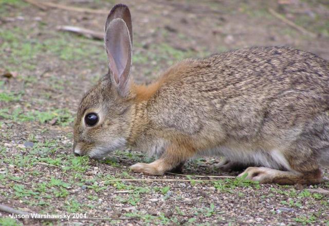 freeloader rabbit2