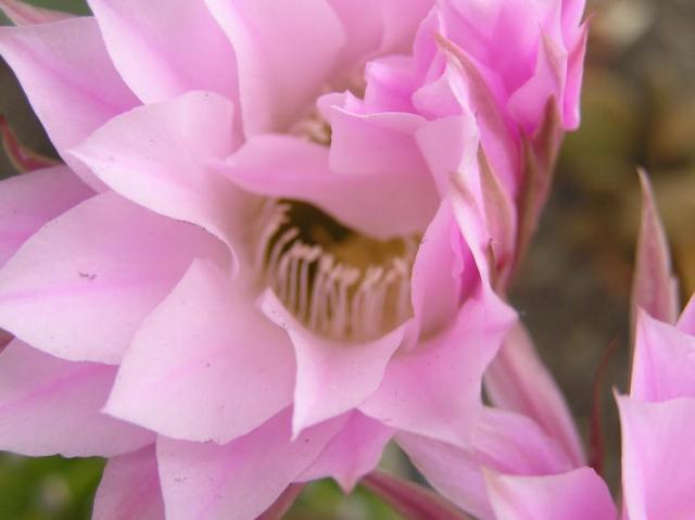 cactus flower