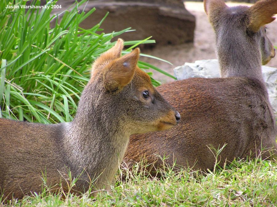 maxwellsDuiker prey