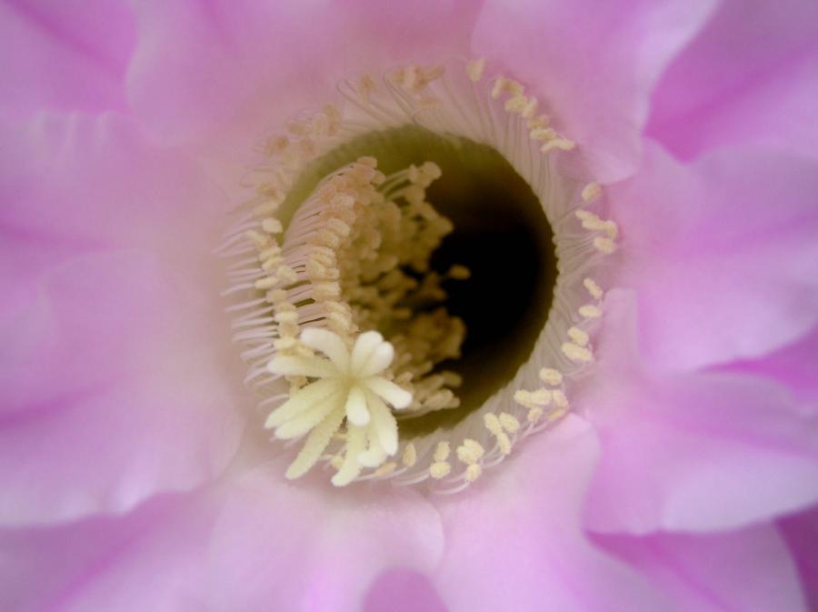 cactus flower center