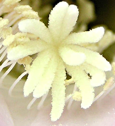 cactus flower center very closeup