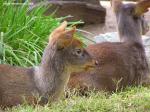 maxwellsDuiker prey