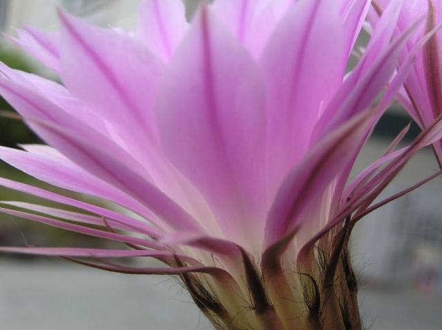 cactus flower