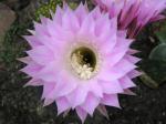 cactus flower