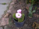 cactus with flowers