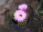 cactus with flowers