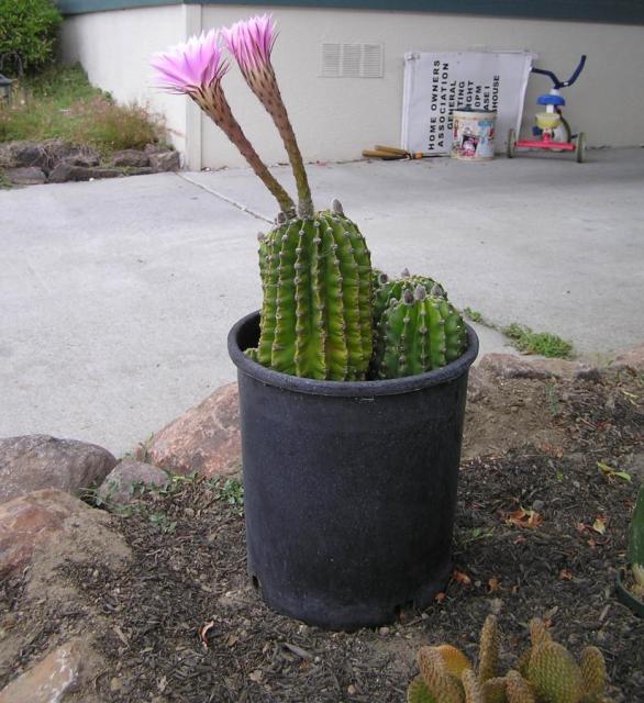 cactus with flowers