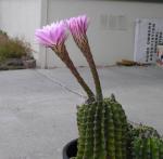 cactus with flowers