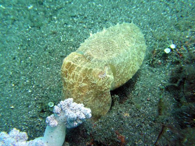 P9020043cuttlefish