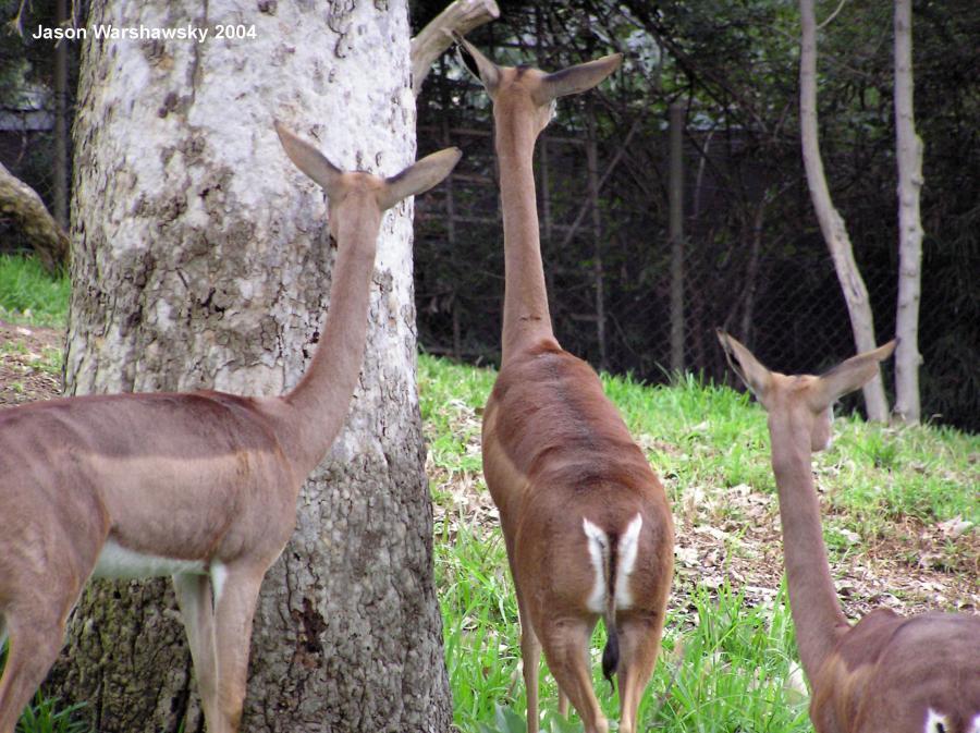 southernGerenuk