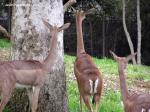 southernGerenuk