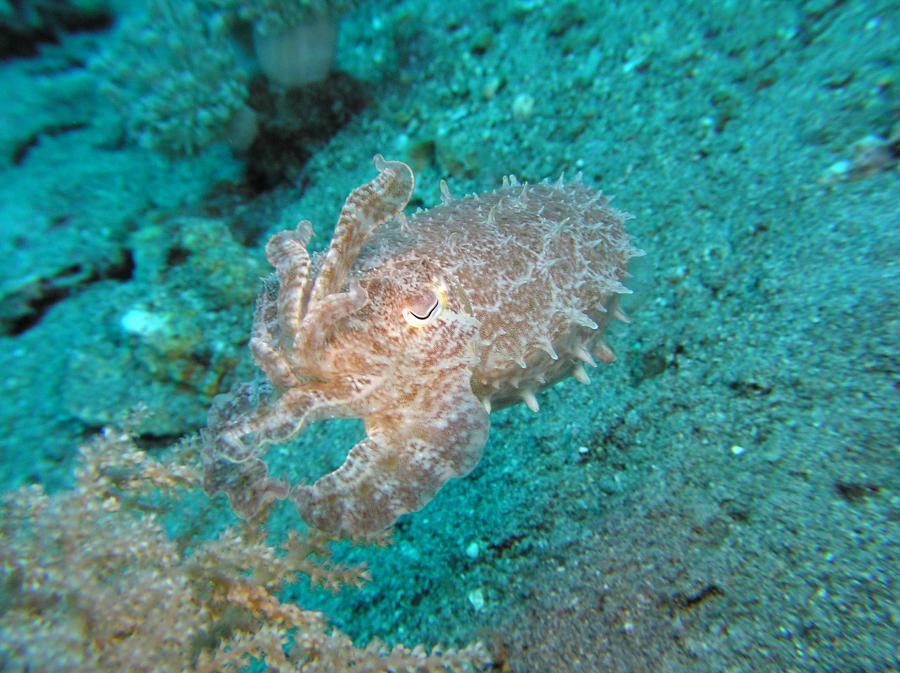 P9030062cuttlefish