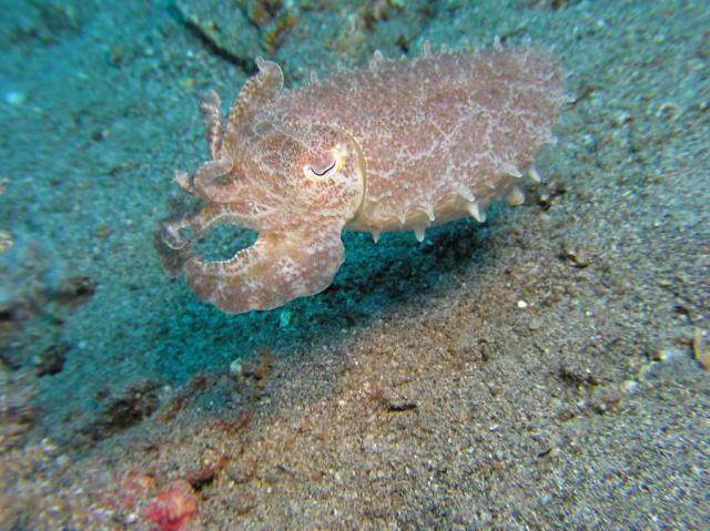 P9030063cuttlefish