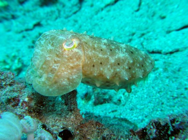 P9030069cuttlefish